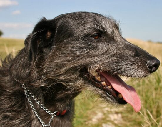 Lurcher