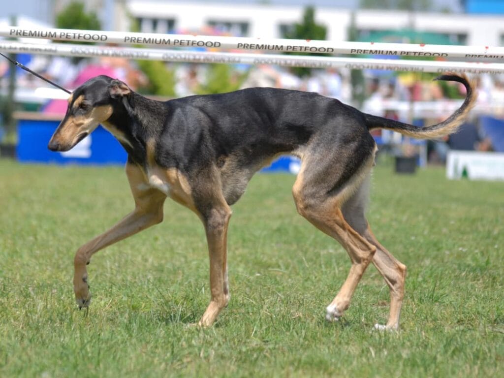 Polish greyhound