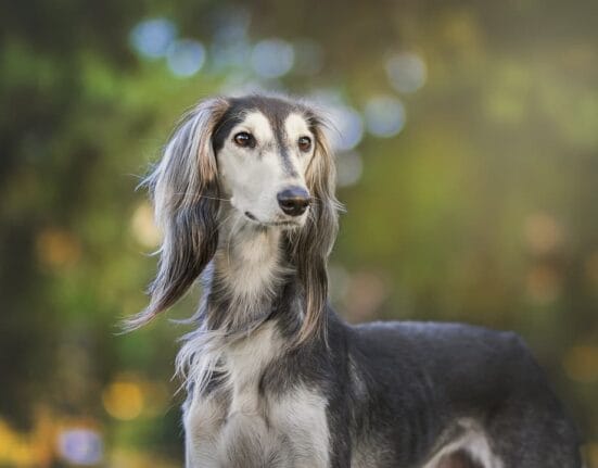 Saluki