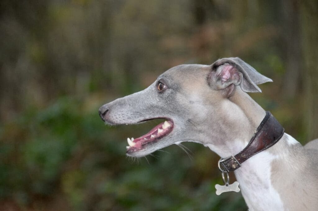 Whippet