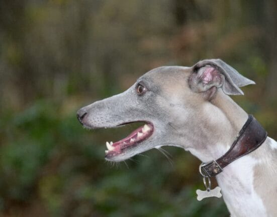Whippet