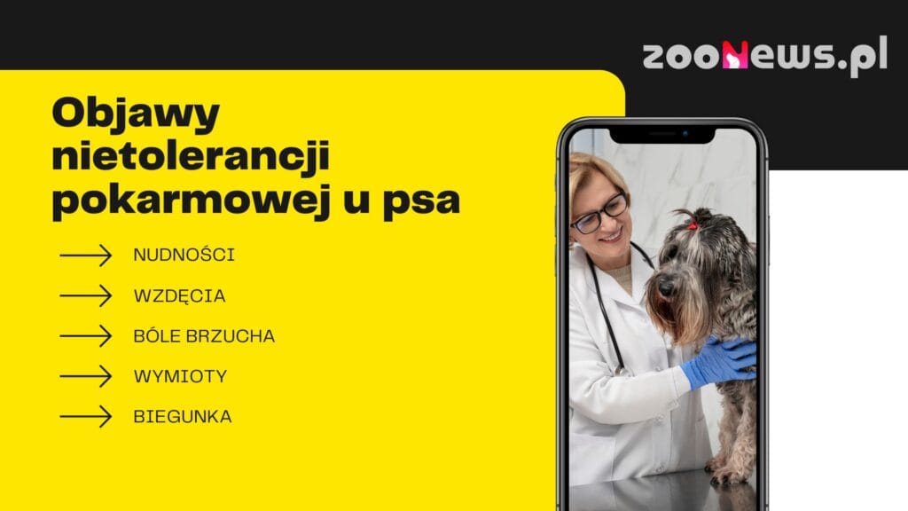 Infografika z objawami nietolerancji pokarmowej u psów