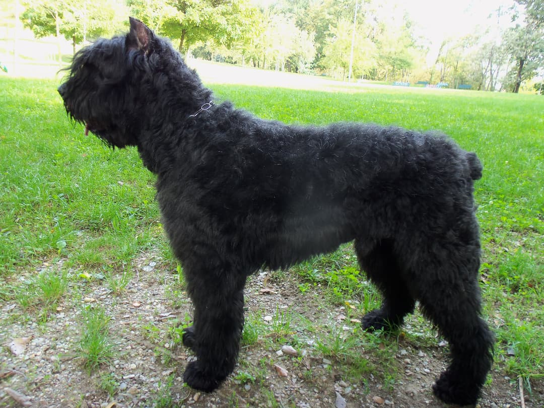 Bouvier des Flandres w parku