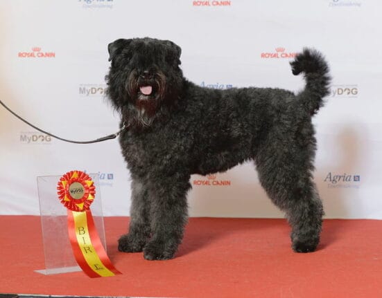 Bouvier des flandres na wystawie