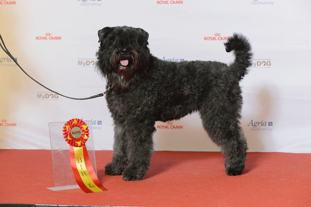 Bouvier des flandres na wystawie