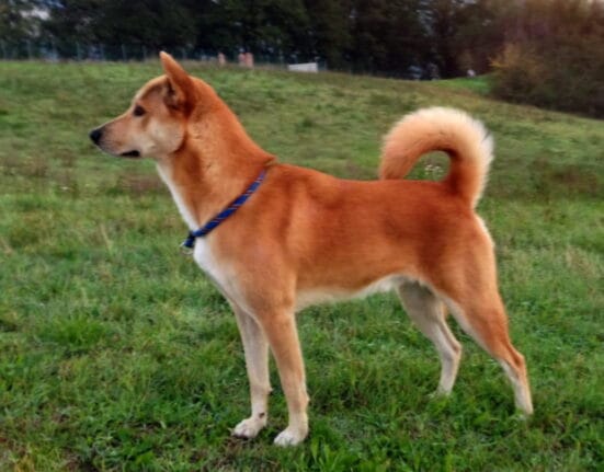 Canaan dog na trawie