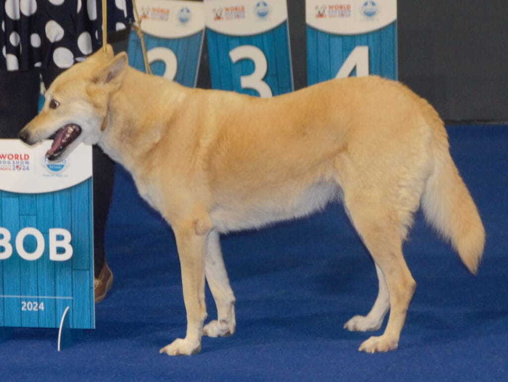 Canaan dog na wystawie