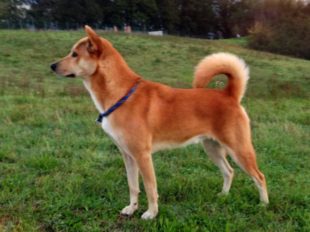 Canaan dog – opis rasy psów