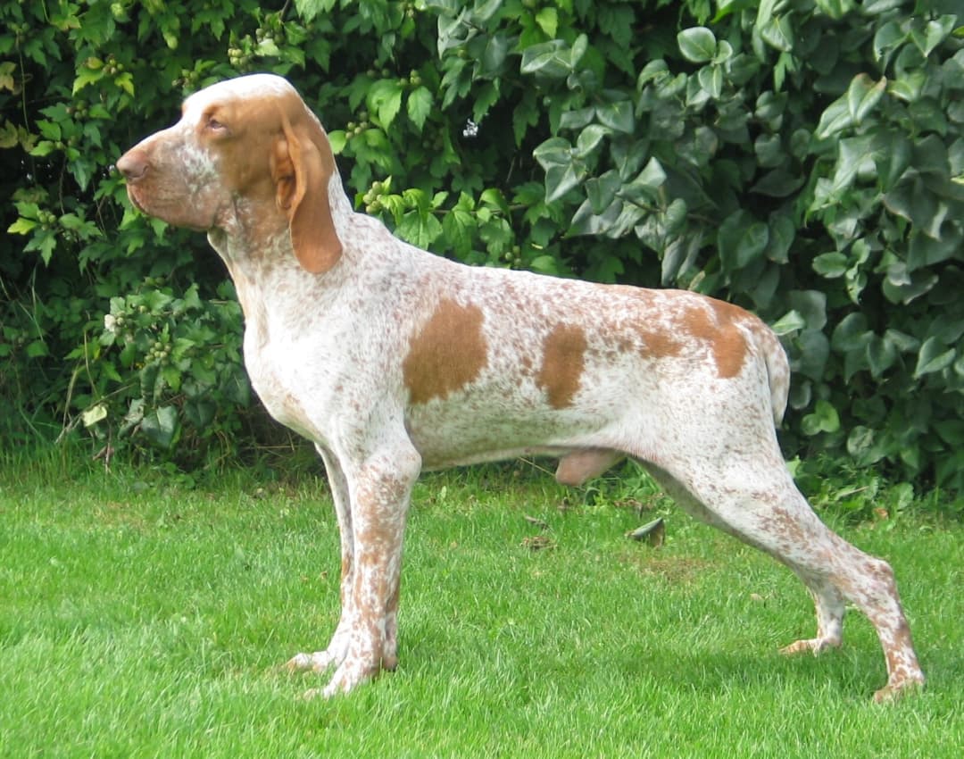 Bracco Italiano