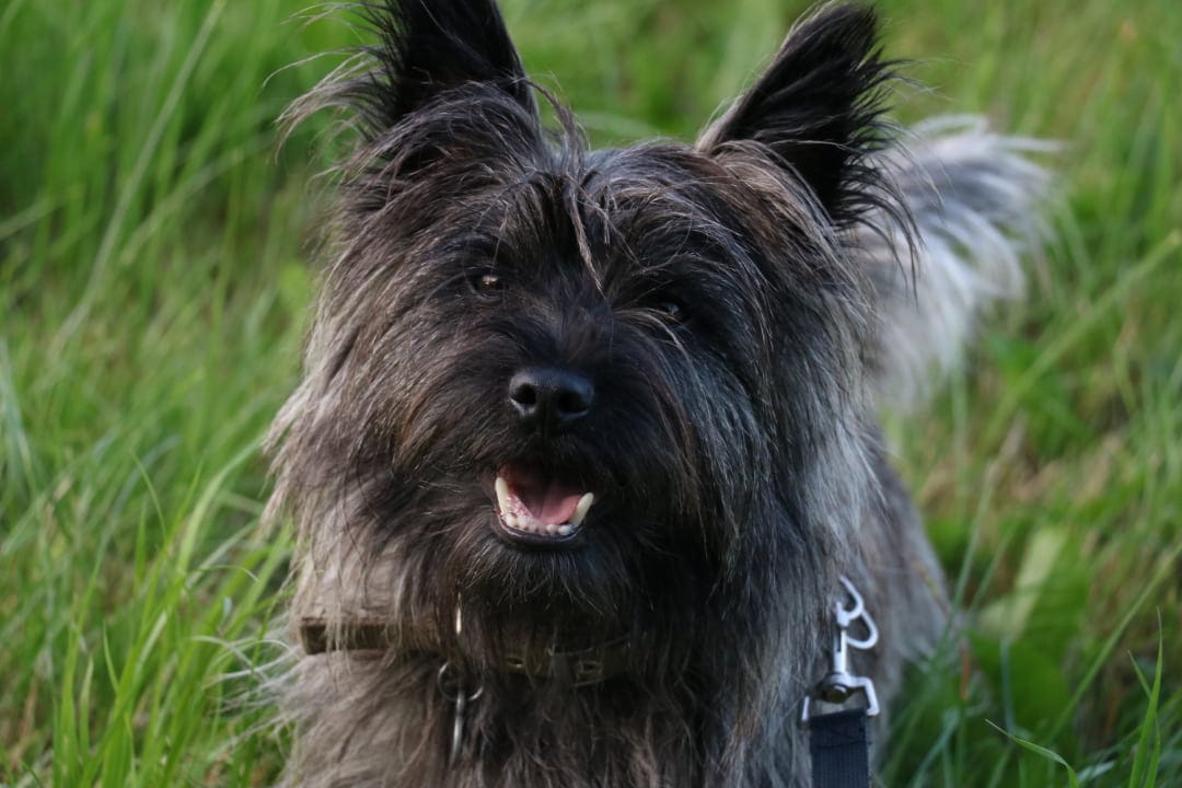 Cairn terrier
