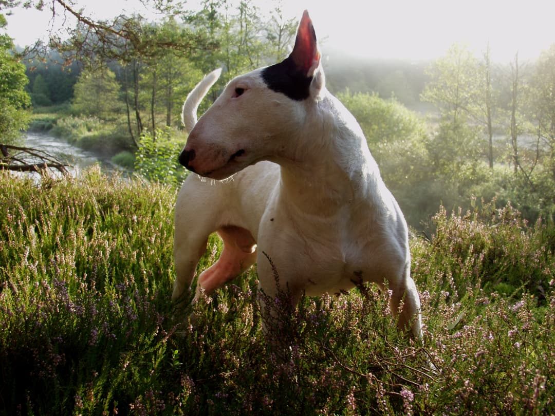 bull terrier