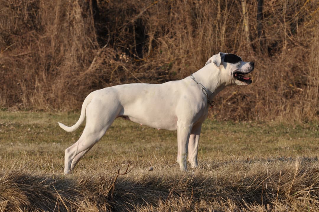 Wygląd amerykańskiego buldoga według wzorca rasy