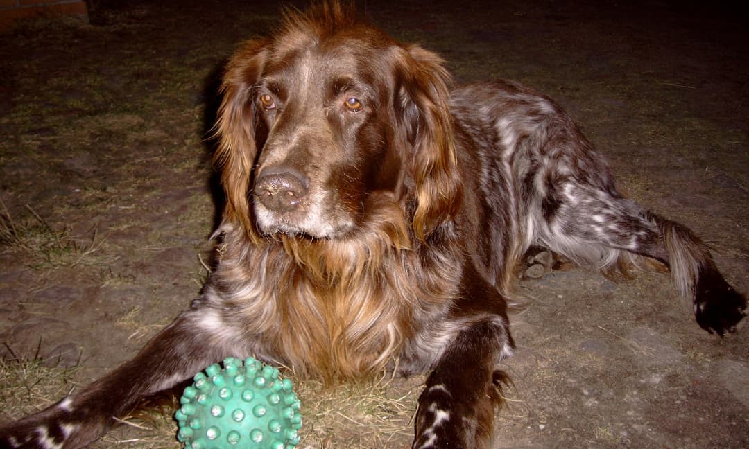 Wyżeł niemiecki długowłosy z piłką