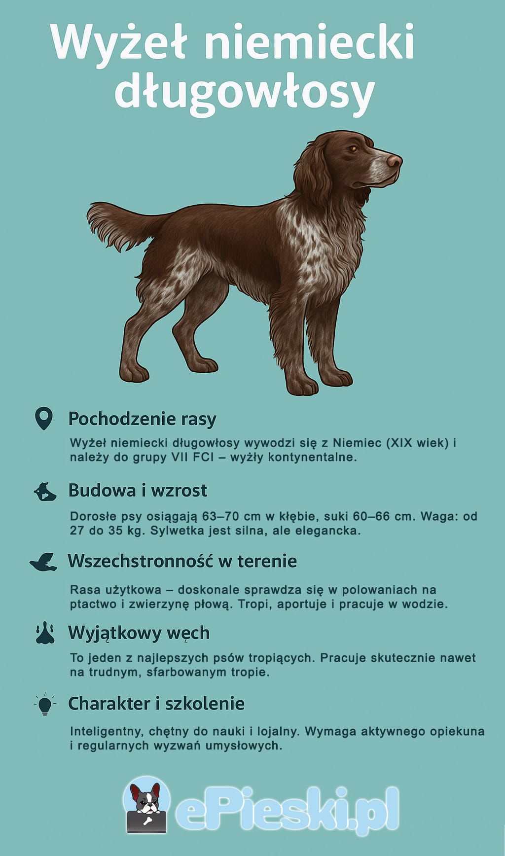Infografika przedstawiająca wyżła niemieckiego długowłosego