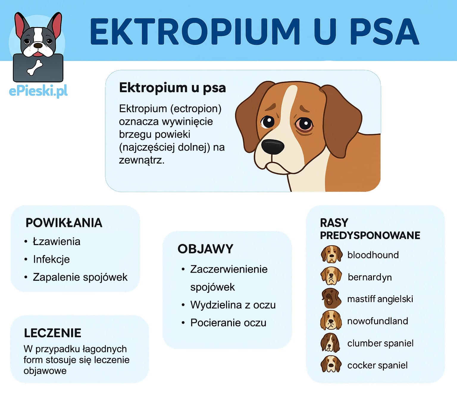 Ektropium u psa infografika