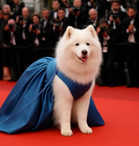 Felicity – pies, który podbił czerwony dywan w Cannes