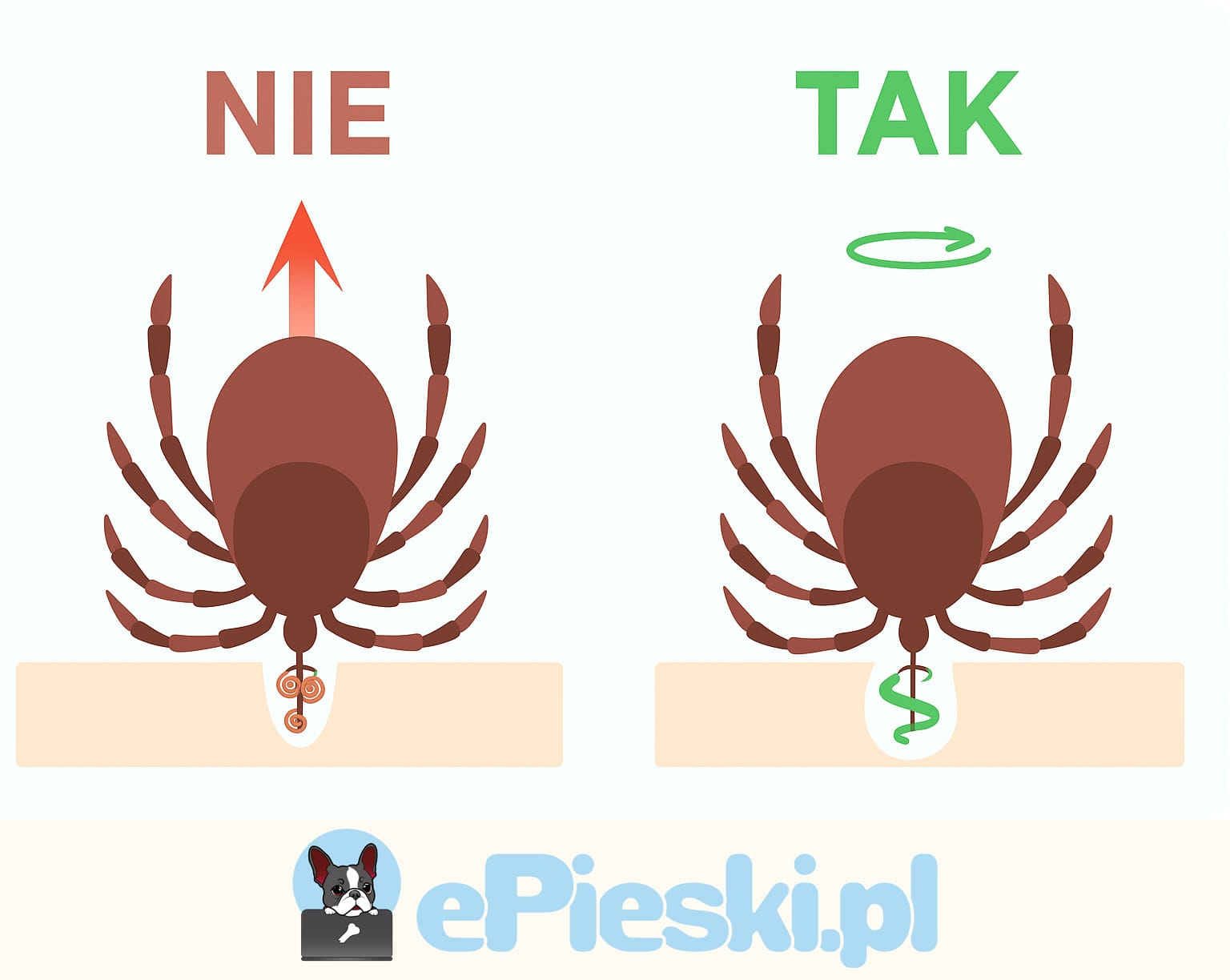 Grafika, jak wyciągnąć kleszcza u psa