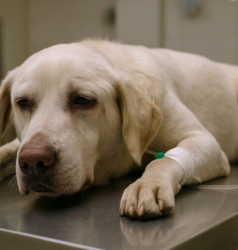 Pies z objawami leptospirozy