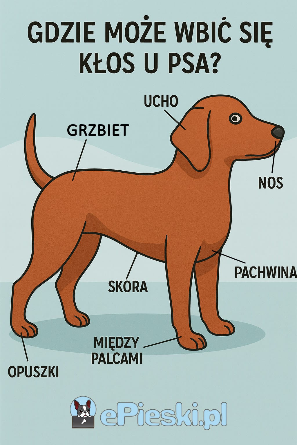 Gdzie psu może się wbić kłos infografika
