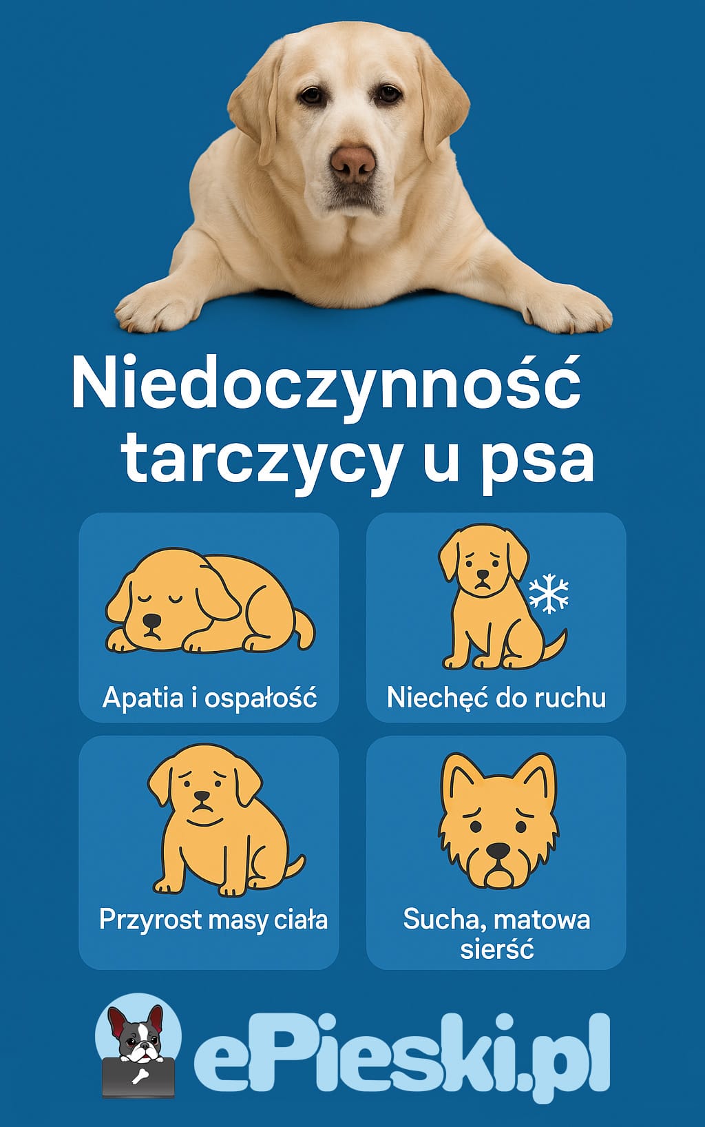 Niedoczynność tarczycy u psa infografika