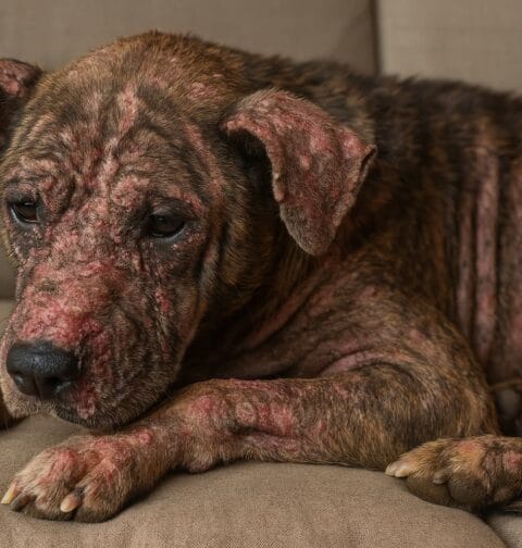 Pies ze świerzbem drążącym w skórze