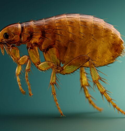 Pchła psia wizualizacja