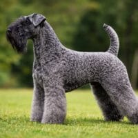 Kerry blue terrier