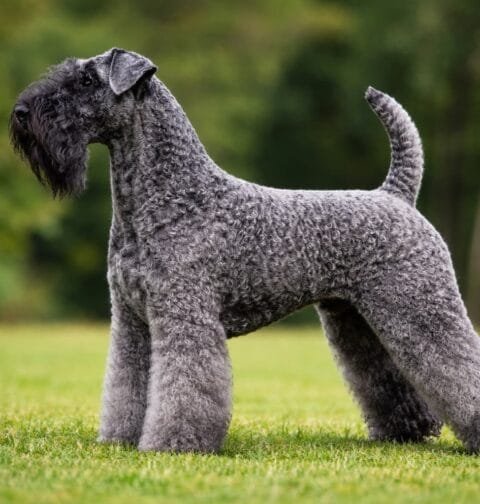 Kerry blue terrier