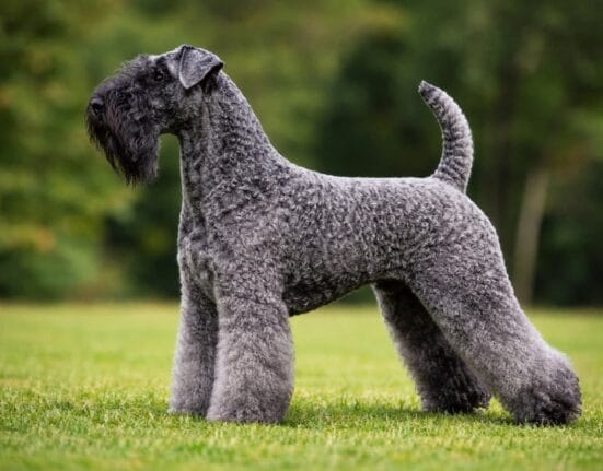 Kerry blue terrier