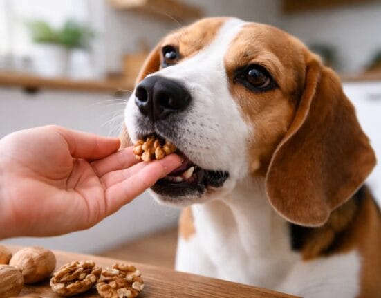 Czy pies może jeść orzechy włoskie
